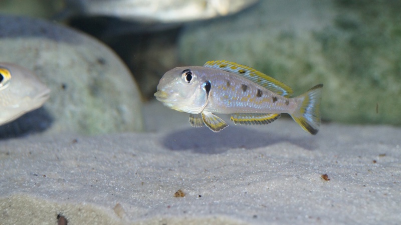 Xenotilapia singularis 'Kekese'